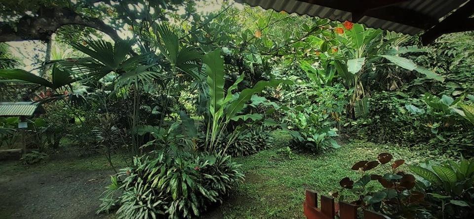 Cabinas Algebra Cahuita Ngoại thất bức ảnh